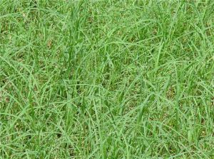 狗牙根：高速护坡应用最多的草种之一