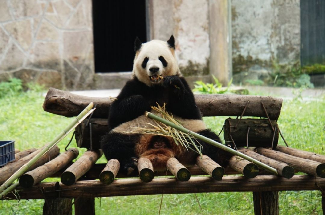 重庆动物园熊猫馆介绍(图1)