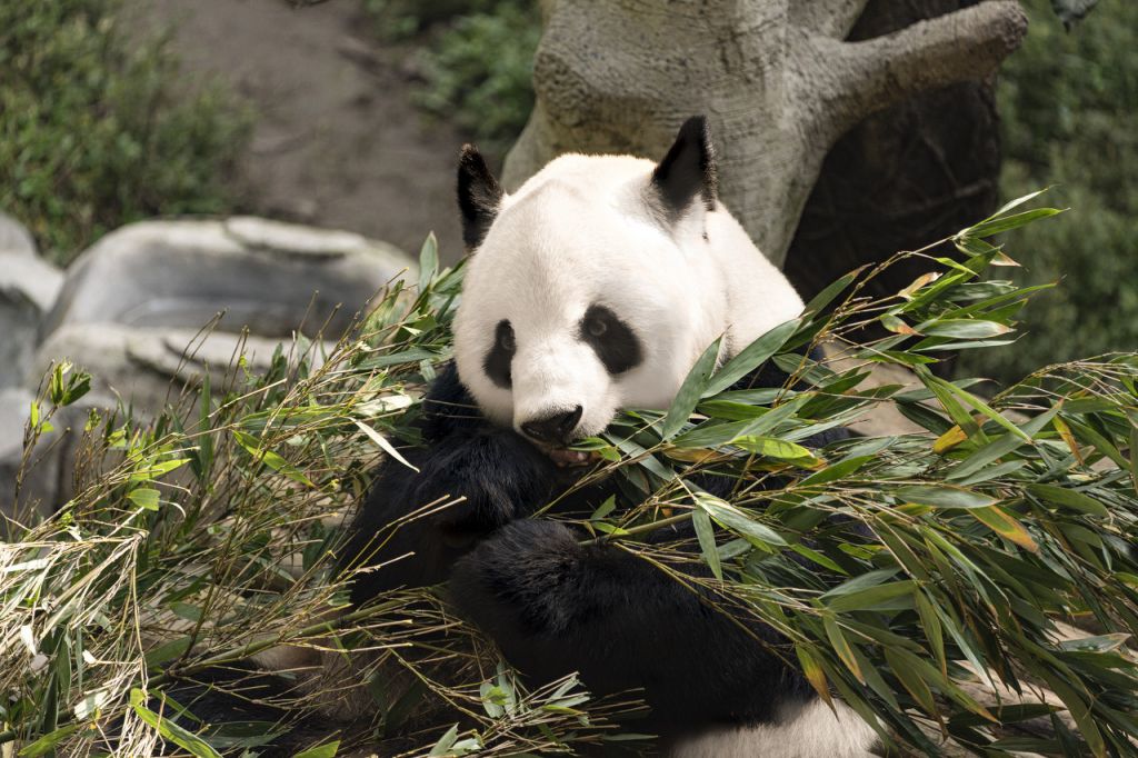 重庆动物园熊猫馆介绍(图2)